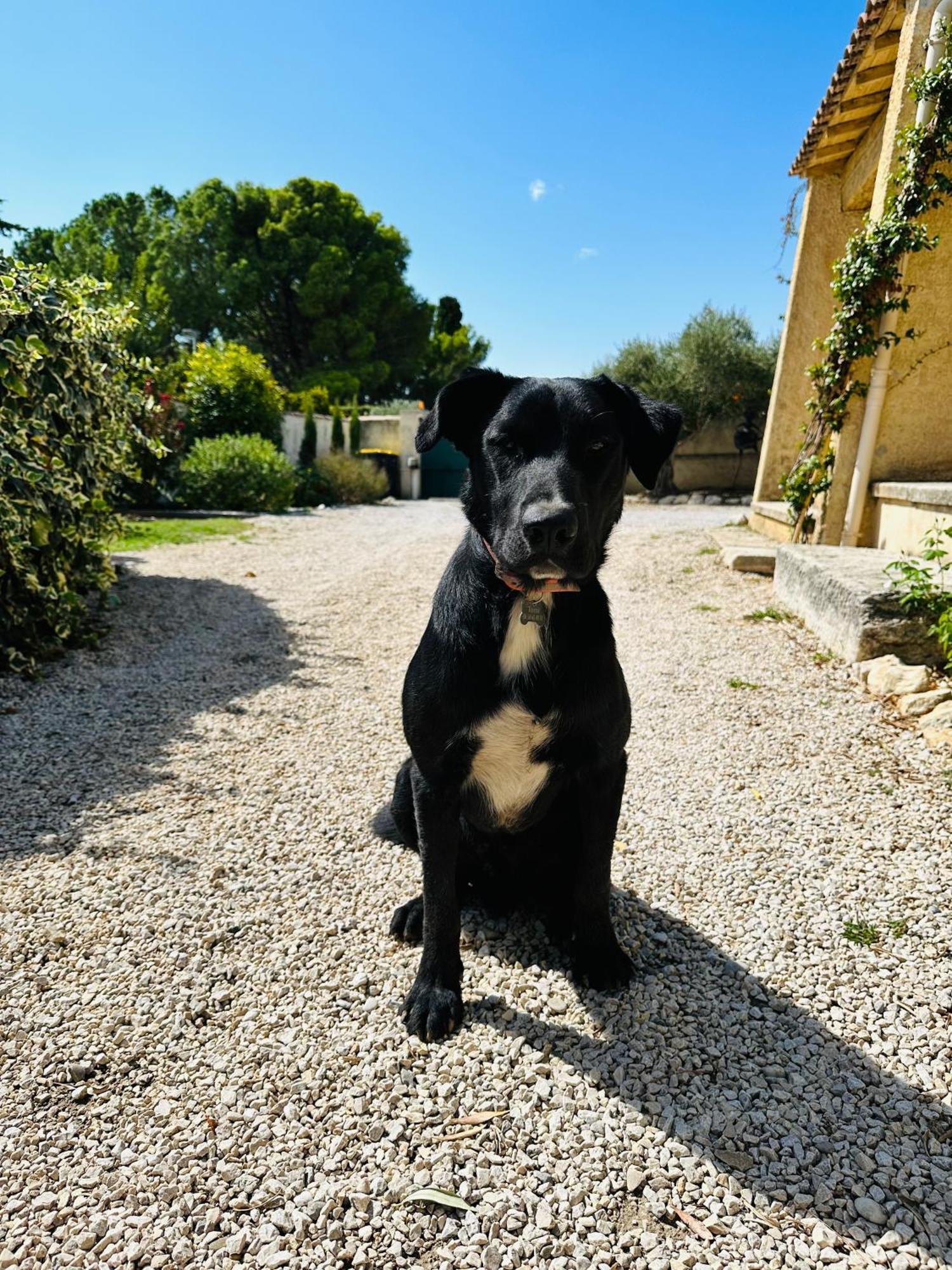 La Pitchoune : Gite Aux Pieds Des Alpilles Mouries Esterno foto